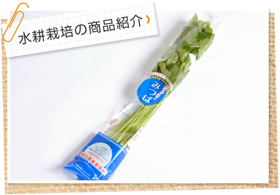 水耕栽培の商品紹介